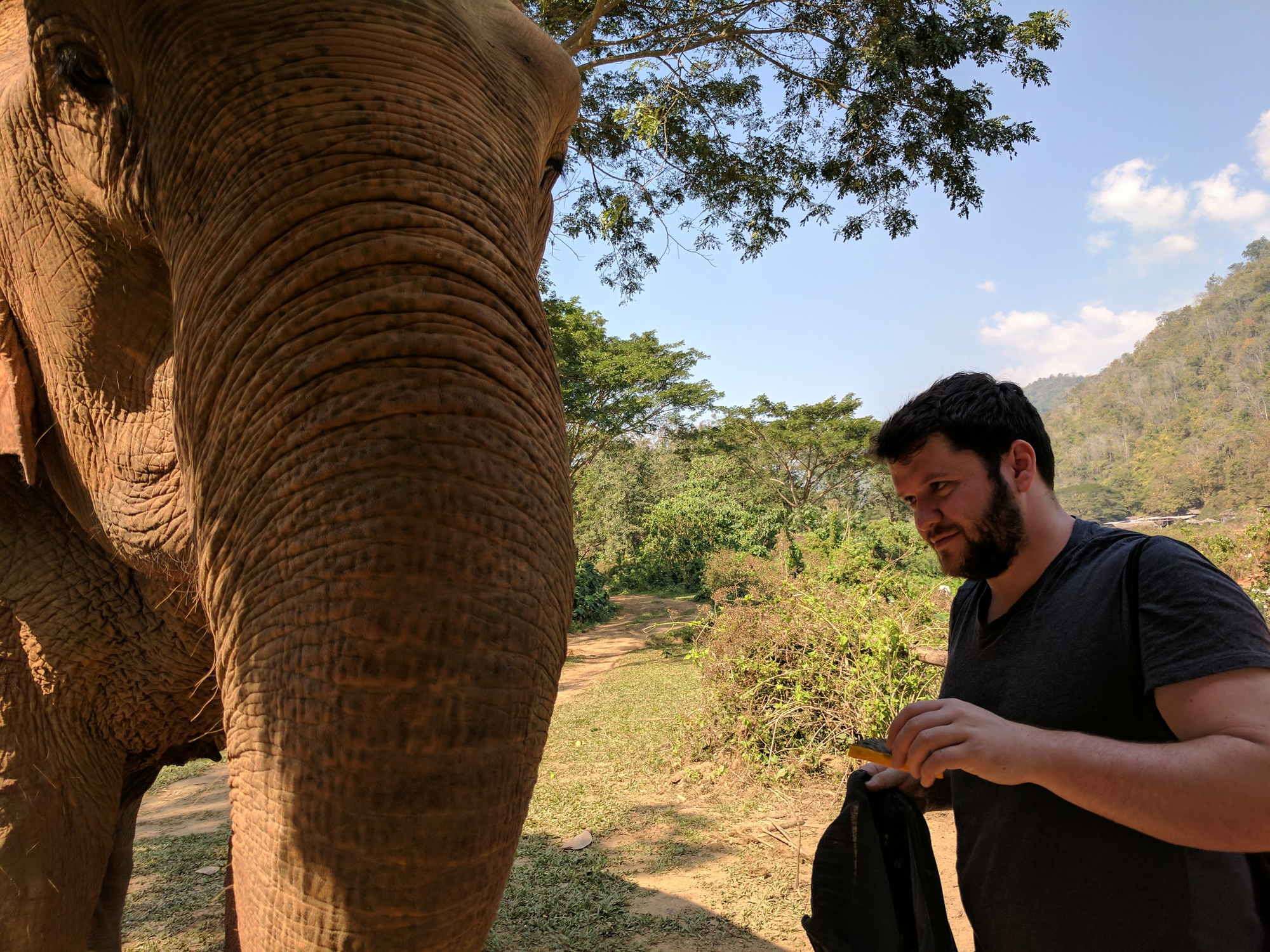 Elephant for scale