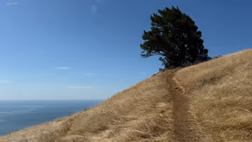 One Last View of Mom Feature Image